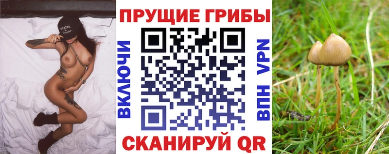 Псилоцибиновые грибы Psilocybe  наркотики  Михайловка 